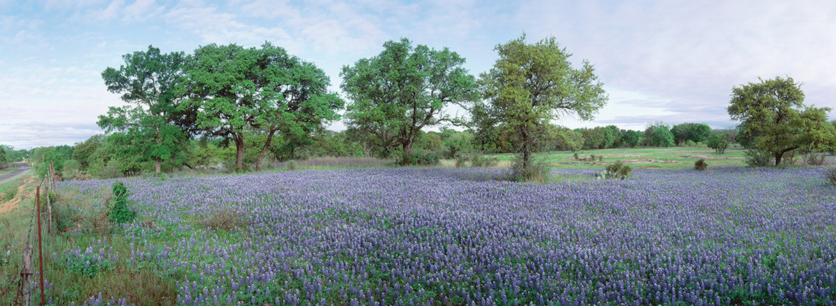 Bluebonnet Fields