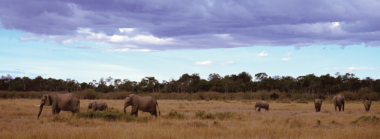 Reserva de Kenia Lienzo