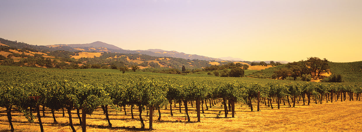 Luz del sol de Sonoma Lienzo