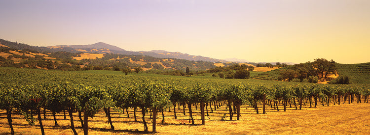 Luz del sol de Sonoma Lienzo