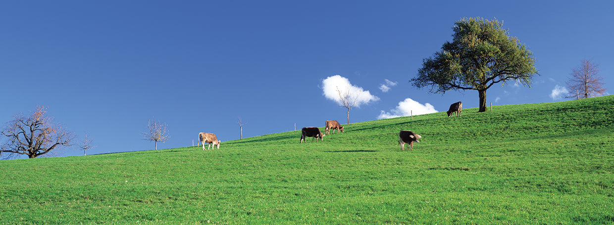 Vacas suizas Lienzo