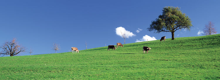 Vacas suizas Lienzo