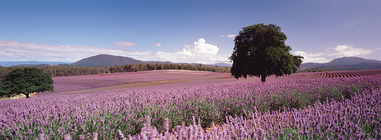 Tasmania Lavender Farm