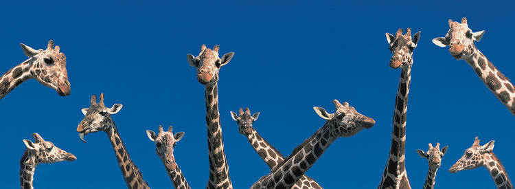 Jirafas curiosas Lienzo