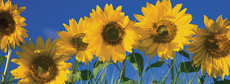 Tallos de sol Lienzo