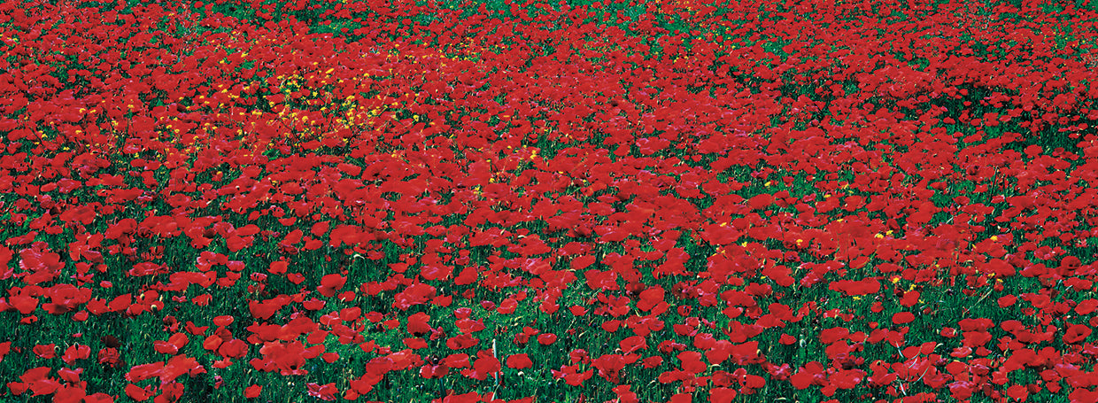 Tuscany Poppies