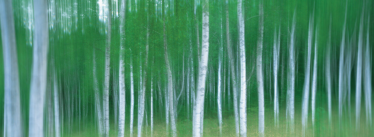 Movimiento del bosque Lienzo