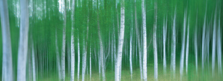 Movimiento del bosque Lienzo