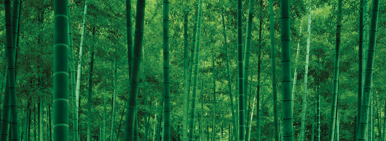 Bamboo Forest