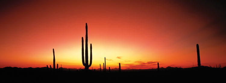 Arizona Sunset