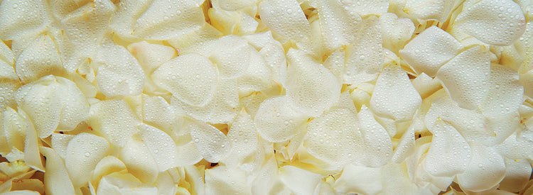 Petals of the White Rose