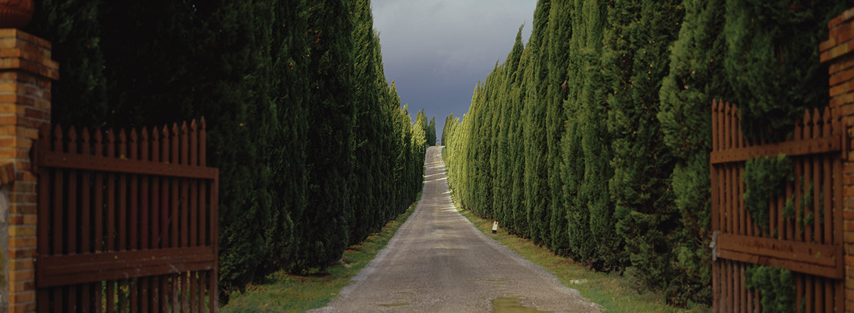 Serene Tuscany Road