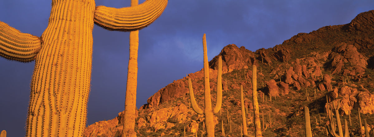 Arizona Saguaros