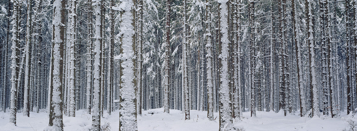 Nieve austriaca Lienzo