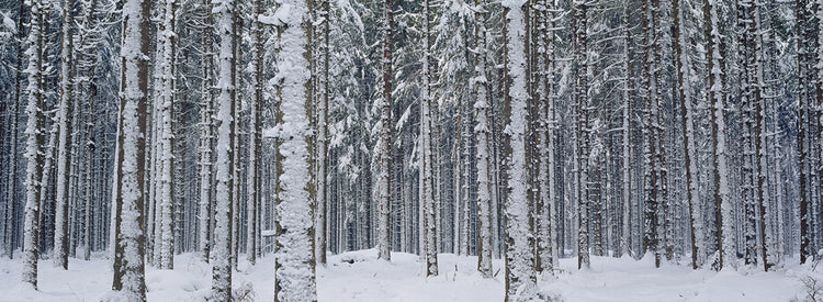 Nieve austriaca Lienzo