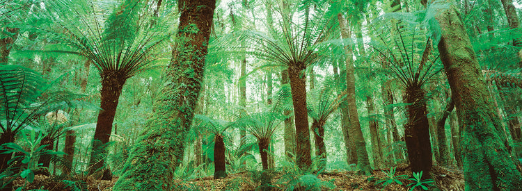 Bosque exuberante en Tasmania Lienzo