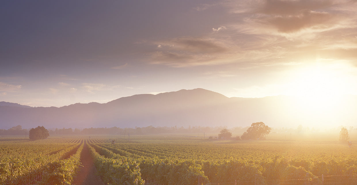 Viñedo Misty Napa Lienzo