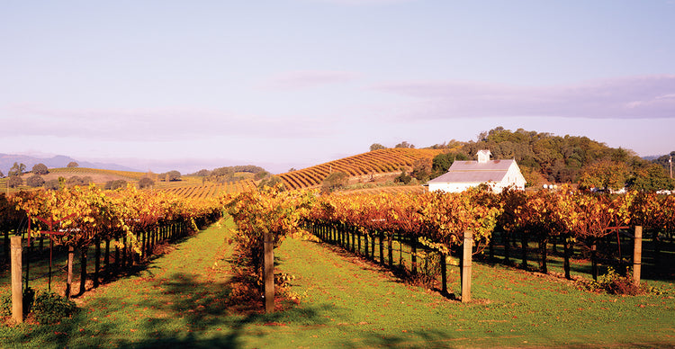 Growing Napa Valley