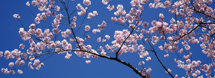 Flores de cerezo cielo azul Lienzo