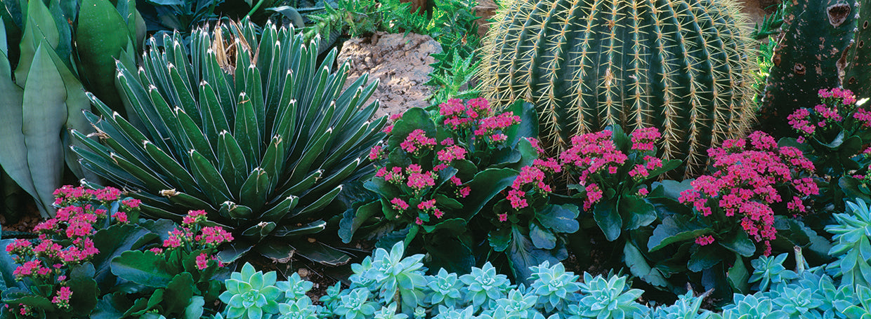 Cacti and Flowers