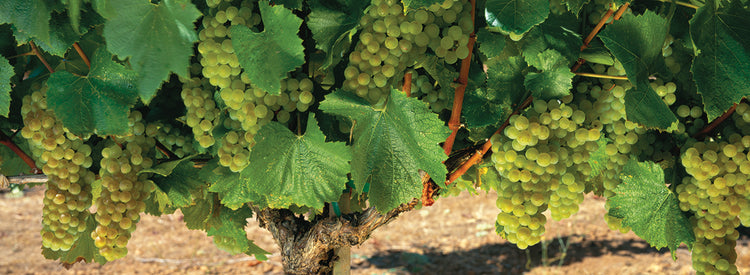 Chardonnay Grapes