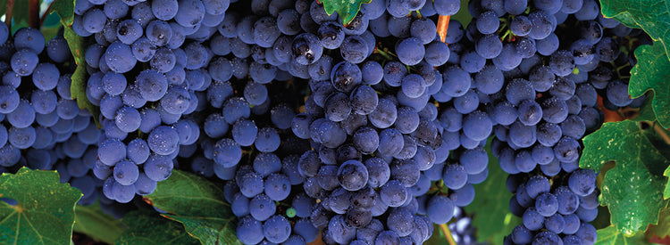 Uvas en la vid Lienzo