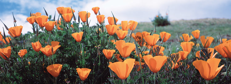 California Poppies