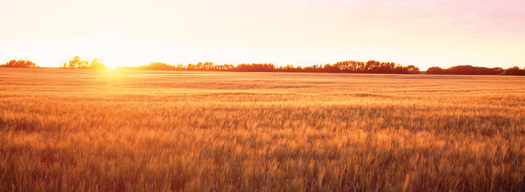 Sunset Field in Canada