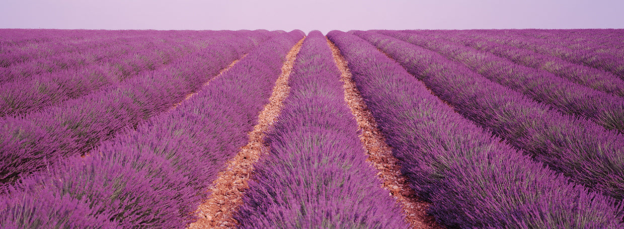 Lavender Rows, Provenza Lienzo