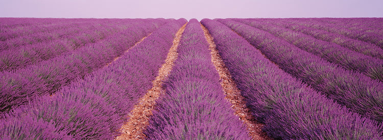 Lavender Rows, Provenza Lienzo