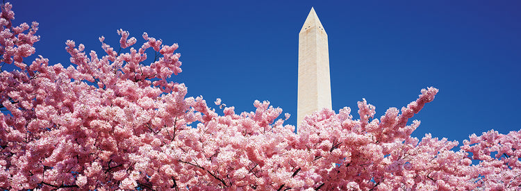 Washington Monument Blossoming
