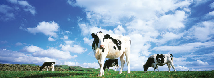 Vacas en el campo Lienzo