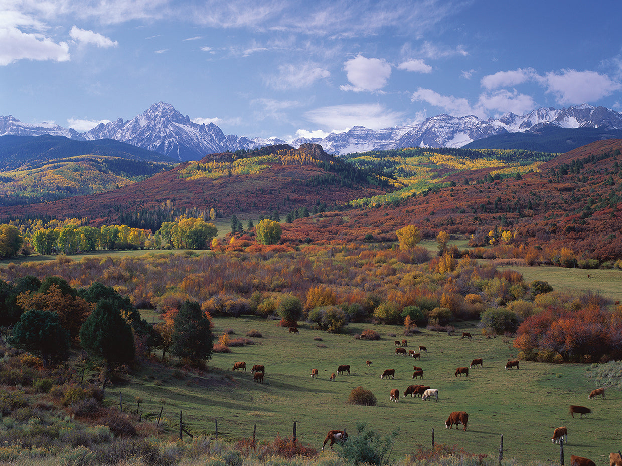 Cattle Grazing in San Juan
