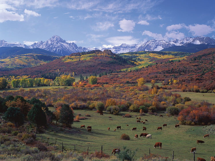 Cattle Grazing in San Juan