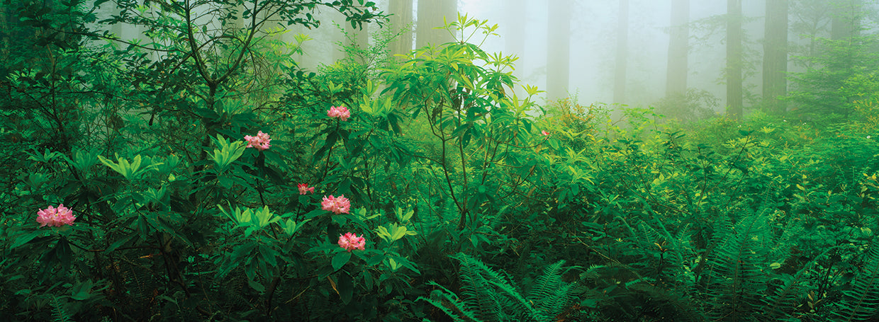 Rododendros de Lady Bird Lienzo