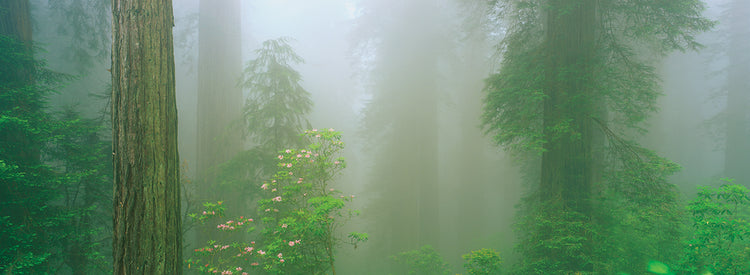 Niebla en la arboleda Lienzo