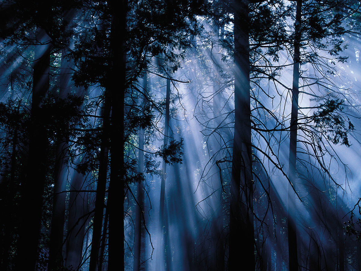Moonlit Trees, Yosemite