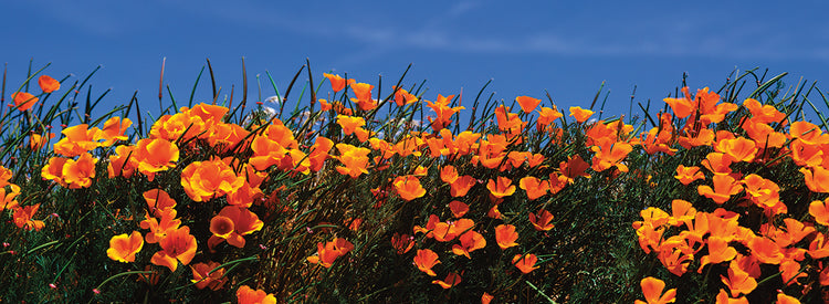 Wild Poppies
