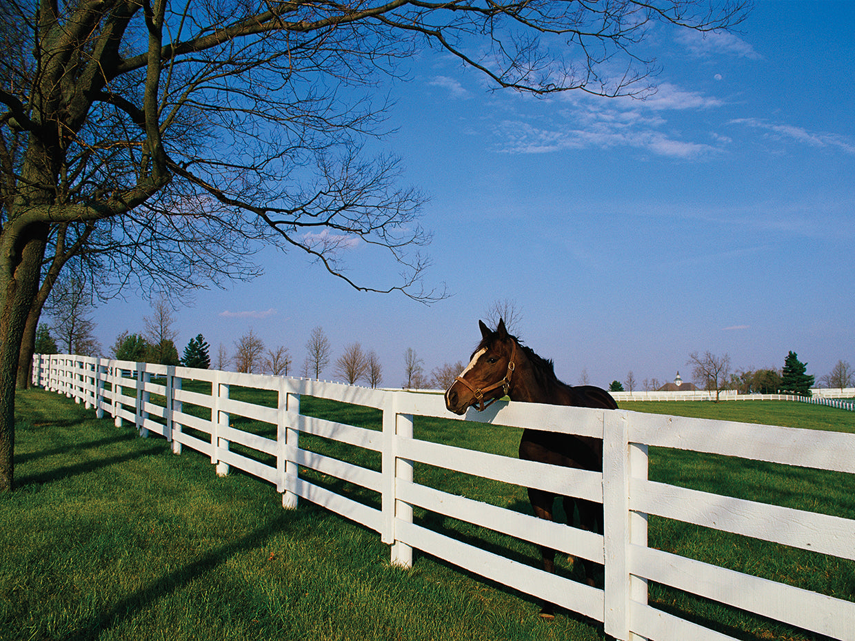 Thoroughbred in Lexington