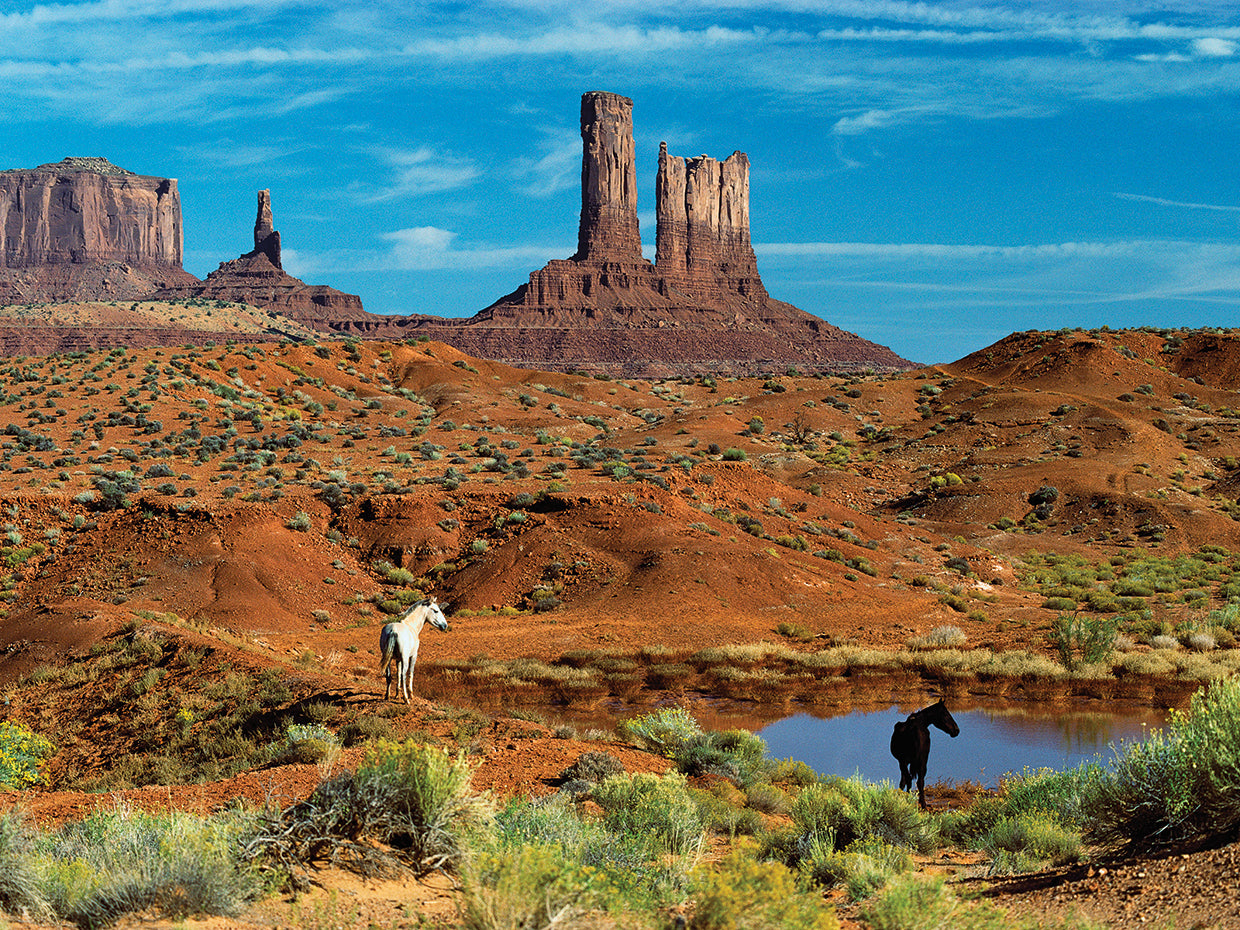 Horses at the Waterhole