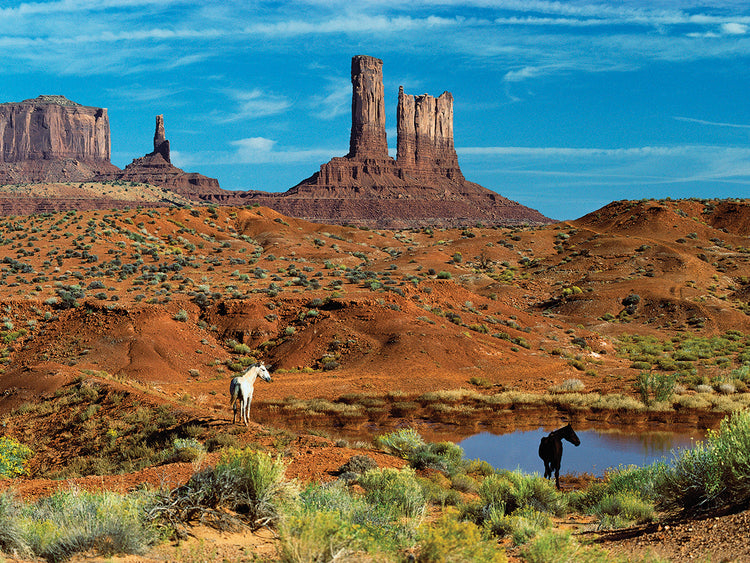 Horses at the Waterhole