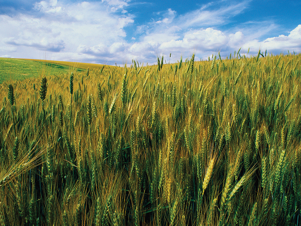 Field of Wheat