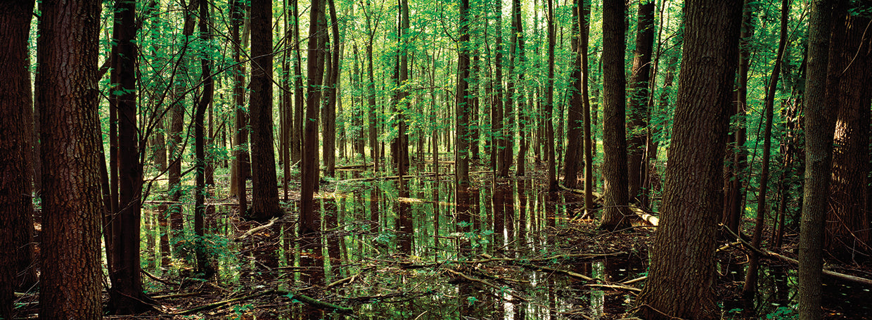 Upper New York Forest