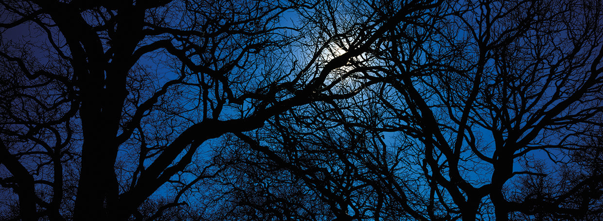 Oak Silhouettes