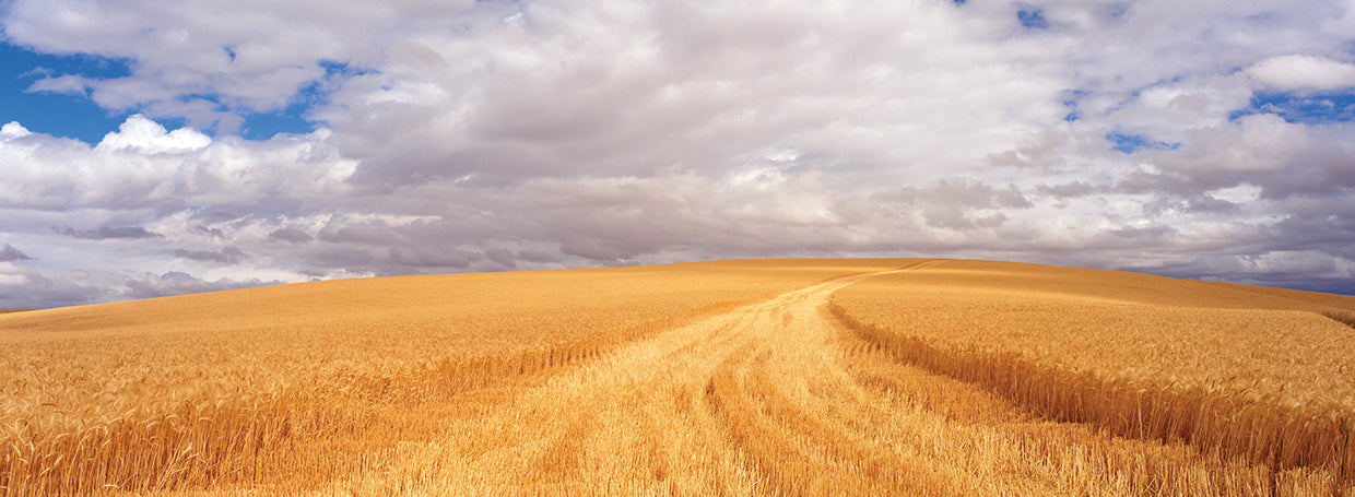 Yellow and Grey Wheat Field