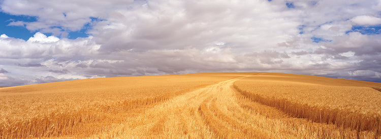Yellow and Grey Wheat Field
