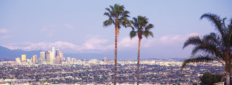 Palms on the LA Skyline