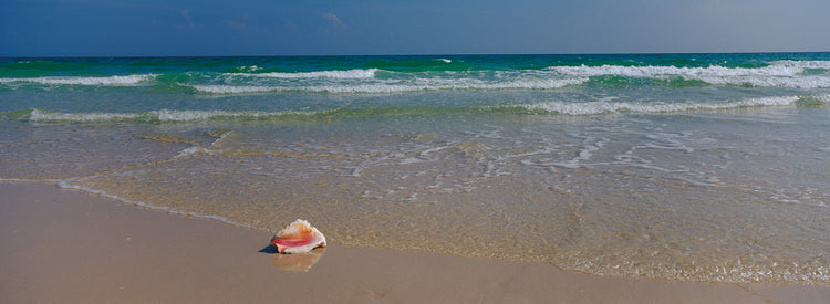 Concha en la playa Lienzo