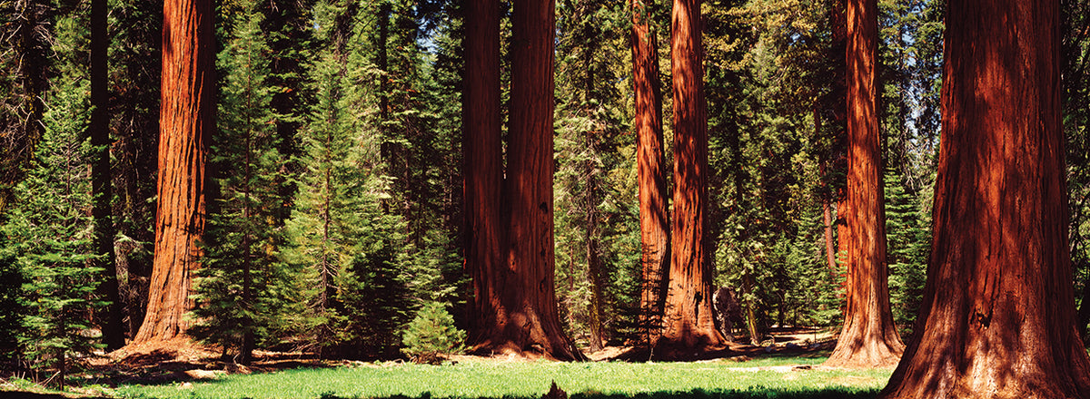 Sequoia Forest