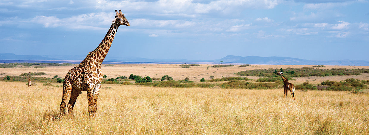 Jirafa de Kenia Lienzo